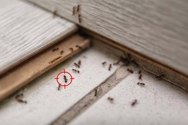 Best Affordable Pest Control Services  in Cambridge, MN