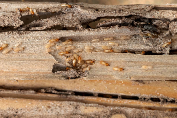 Flea Control Services in Cambridge, MN
